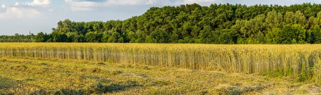 Die Nachmittagssonne beleuchtet den nicht geernteten Roggen auf dem Feld