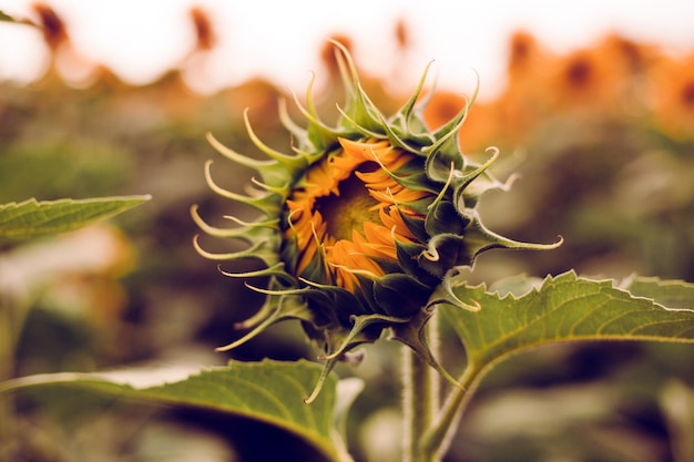 Die Nahaufnahme der schönen gelben Sonnenblumenknospe Natürlicher Hintergrund der Blume Erntezeit Landwirtschaft Landwirtschaft Ölproduktion