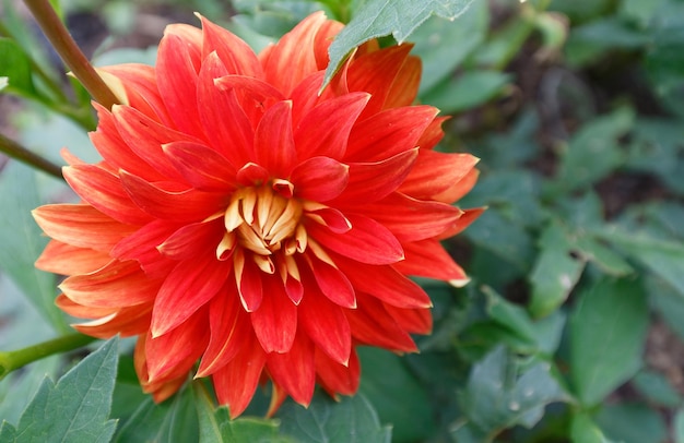 Die Nahaufnahme der schönen roten Dahlienblume