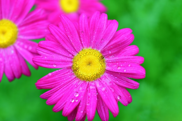 Die Nahaufnahme des rosa Pyrethrums oder des persischen Gänseblümchens (Lat. Pyrethrum roseum). Gänseblümchen Pyretrum hellrosa auf einem hellgrünen