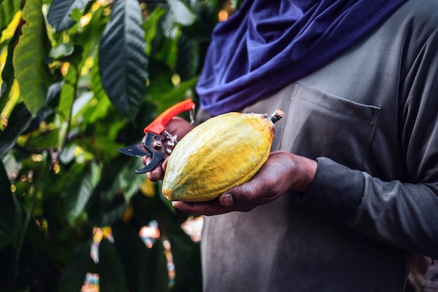 Die Nahaufnahmehände eines Kakaobauern verwenden eine Gartenschere, um die Kakaoschoten oder den reifen gelben Kakao der Frucht zu schneiden