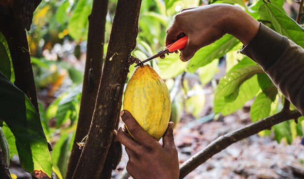 Die Nahaufnahmehände eines Kakaobauern verwenden eine Gartenschere, um die Kakaoschoten oder den reifen gelben Kakao der Frucht zu schneiden