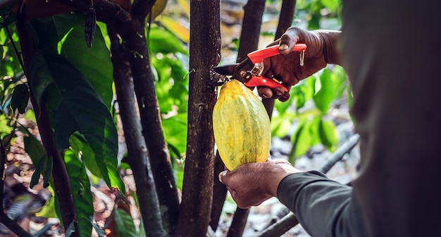 Die Nahaufnahmehände eines Kakaobauern verwenden eine Gartenschere, um die Kakaoschoten oder den reifen gelben Kakao der Frucht zu schneiden