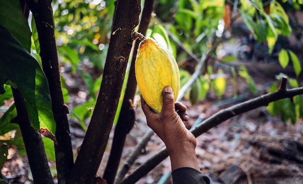 Die Nahaufnahmehände eines Kakaobauern verwenden eine Gartenschere, um die Kakaoschoten oder den reifen gelben Kakao der Frucht zu schneiden