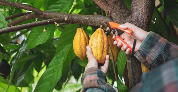 Die Nahaufnahmehände eines Kakaobauern verwenden eine Gartenschere, um die Kakaoschoten vom Kakaobaum zu schneiden