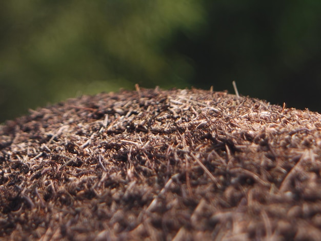 Foto die natur der ameisen