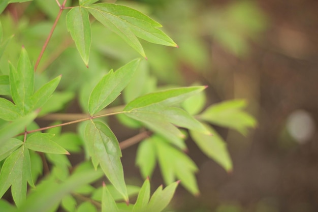 Die Natur der grünen Blätter im Garten im Sommer. Natürliche grüne Blätter von Pflanzen verwendet