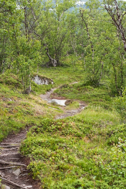 Die Naturlandschaft im Nationalpark Abisko, Schweden