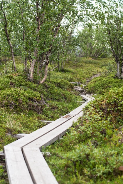 Die Naturlandschaft im Nationalpark Abisko, Schweden