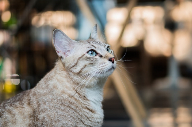 Die nette graue Katze schaut sich um