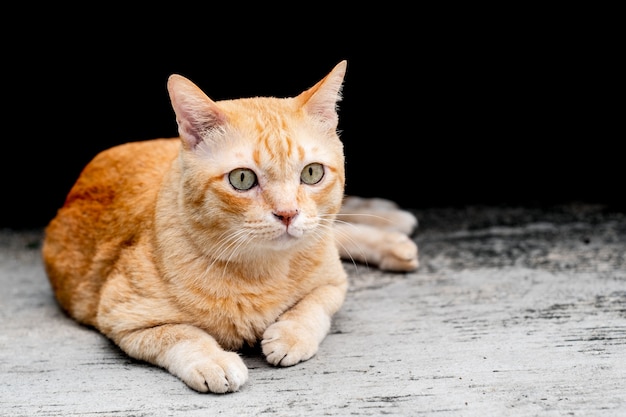 Die nette orange Katze der getigerten Katze, die etwas mit Interesse sitzt und betrachtet.