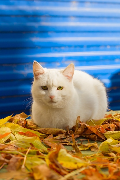 Die nette weiße Katze, die in Herbst gefallenem Gelb sitzt, verlässt auf einem blauen Hintergrund
