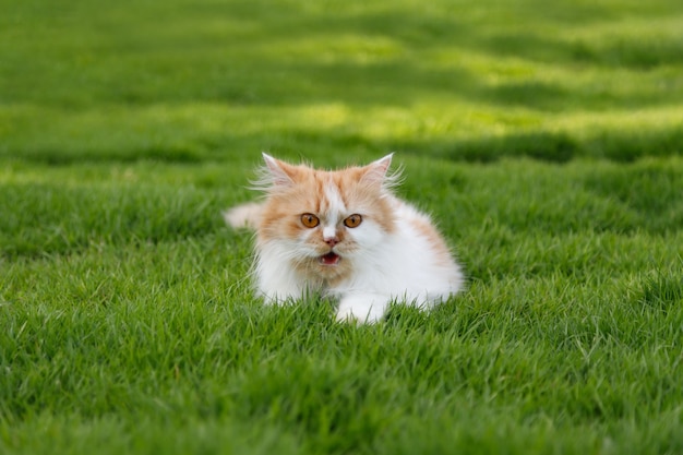 Die niedliche Perserkatze sitzt auf einer grünen Wiese