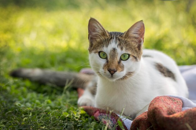 Die niedliche streunende Katze (Türkei Izmir)