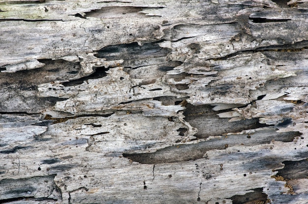 Die Oberfläche eines alten Teakholzes für natürlichen Hintergrund, im flachen Fokus