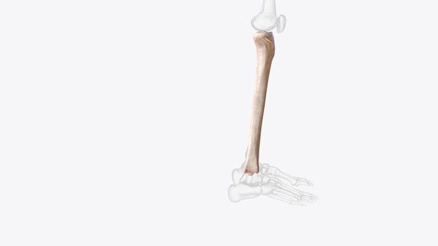 Die Oberschenkel ist der zweitlängste Knochen im Körper