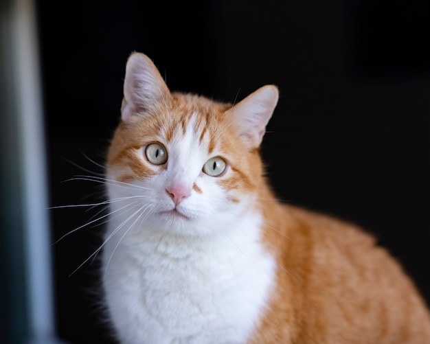 Die orangefarbene Fellkatze mit hübschen Augen