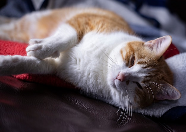 Die orangefarbene Fellkatze schläft auf dem Bett und sieht sehr hübsch aus