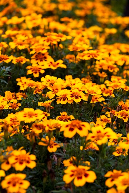 Die orangefarbenen Blüten. geringe Schärfentiefe