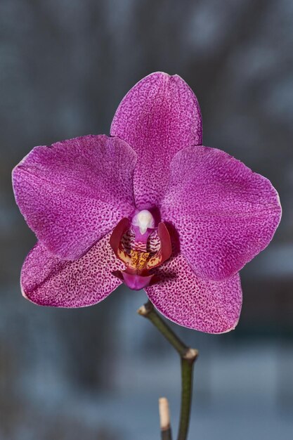 Die Orchideenknospe erblühte und verwandelte sich in eine wunderschöne Blume