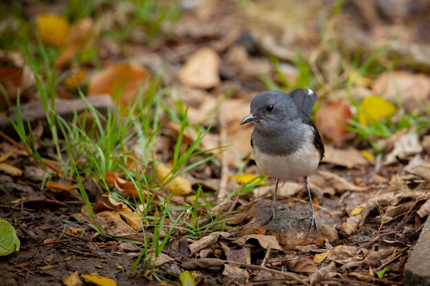 Die Orientalische Elster Copsychus saularis ist ein kleiner Singvogel