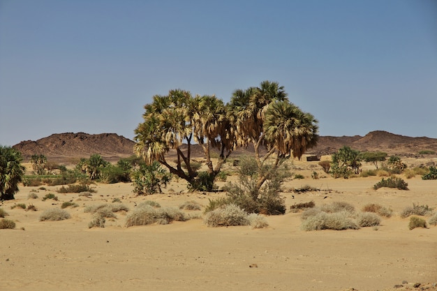 Die Palme in Ghazali, Sudan, Afrika