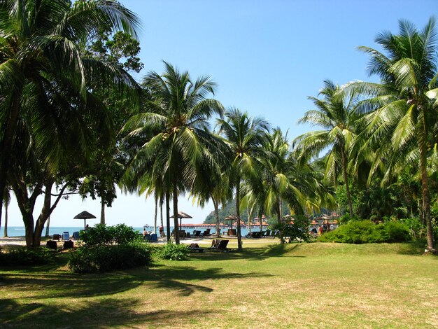 Die Palmen auf der Insel Langkavi in Malaysia