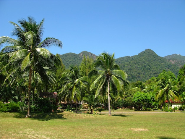 Die Palmen auf der Insel Langkavi in Malaysia