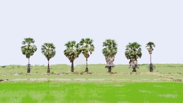 Die Palmen befinden sich in der Zentralregion Thailands und können zur Zuckerherstellung verwendet werden