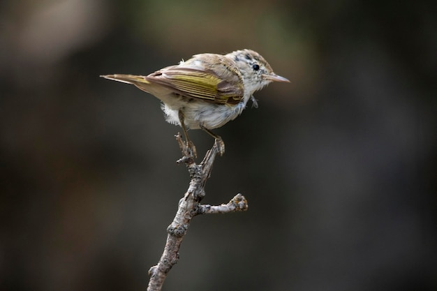 Die Papialbo-Mücke ist eine Sperlingsvogelart aus der Familie der Phylloscopidae