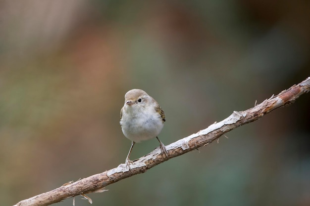 Die Papialbo-Mücke ist eine Sperlingsvogelart aus der Familie der Phylloscopidae