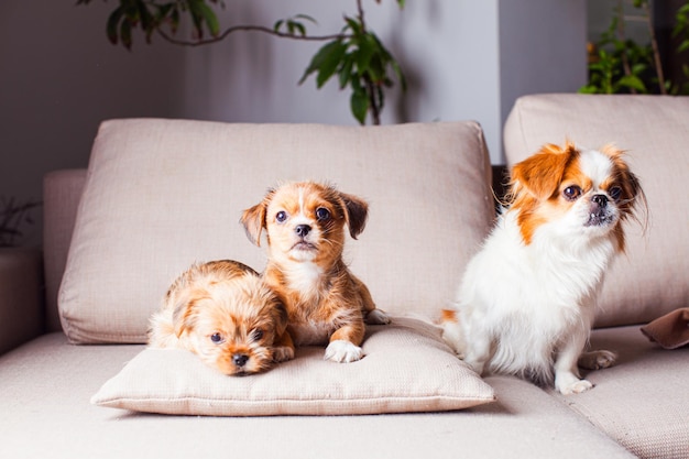 Die Pekingese-Hündin bellt ihre Welpen an Die drei süßen Hündchen auf der Couch