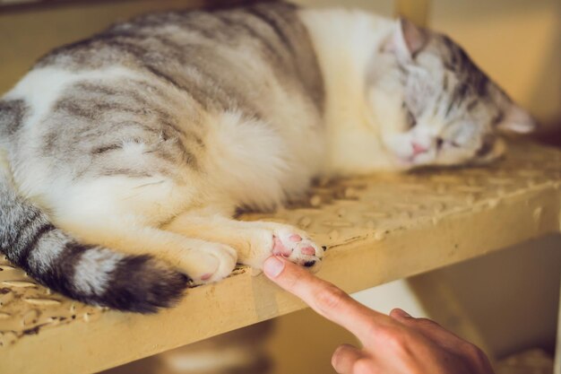 Die pelzige Katze schläft auf der Treppe