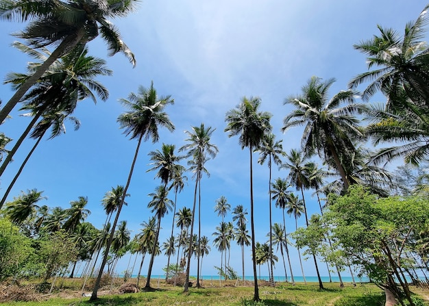 Die Perspektive der Kokospalmenplantage nahe dem Strand auf dem Hintergrund des blauen Himmels