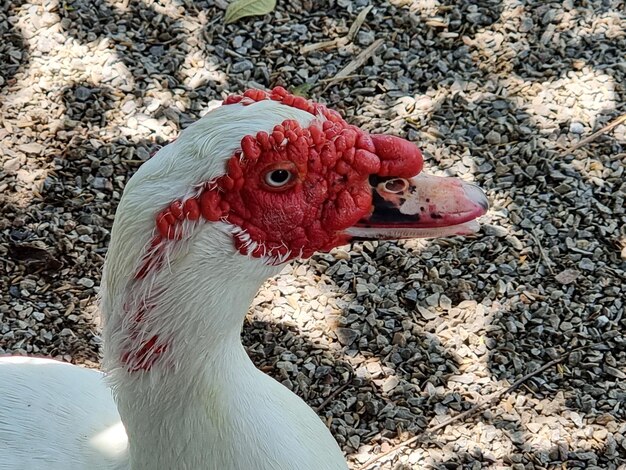 Foto die perspektivische nahaufnahme des kopfes der flugente cairina moschata