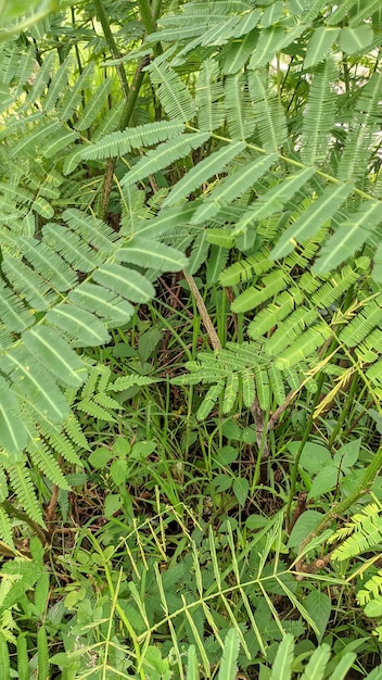 Die Petai-Pflanze oder Mlanding ist ein tropischer einjähriger Baum aus dem Stamm der Hülsenfrüchte, der Petai-Petaian