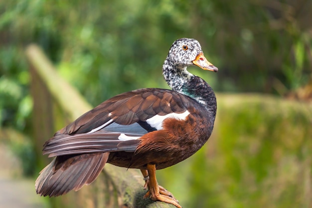 Die pfeifenden Enten oder Baumenten braune Farbe mit weißem Kopf