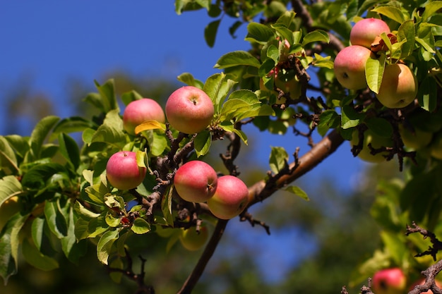 Die Äpfel, die mit rosa Seiten grün sind, hängen reif an einem Baumast unter den Blättern.