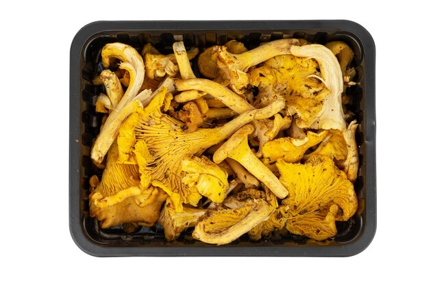 die Pfifferlinge, der goldene Pfifferling Cantharellus cibarius