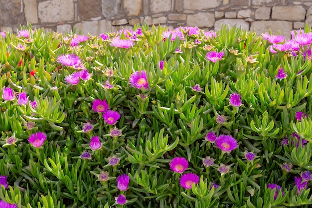 Die Pflanze Carpobrotus edulis blüht mit rosa Blüten und wächst an einem Frühlingstag in den Bergen auf den FelsenxDxA