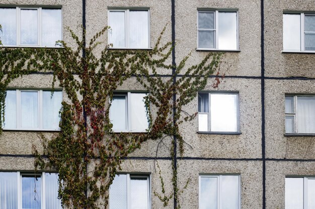 Die Pflanze wächst an der Wand des hohen Hauses