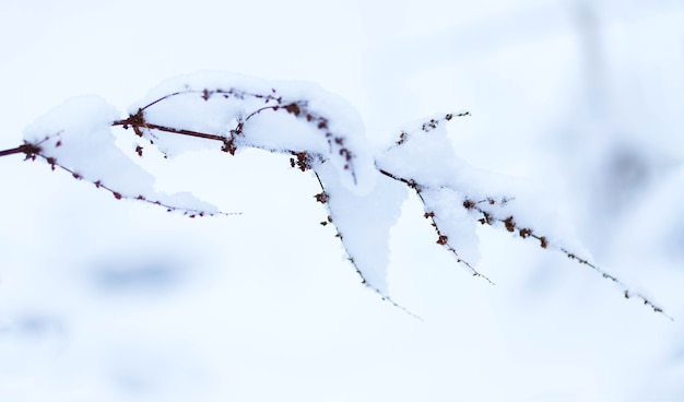 Die Pflanzen im Park sind mit Frost und Schnee bedeckt. Kalte Textur der Glasur