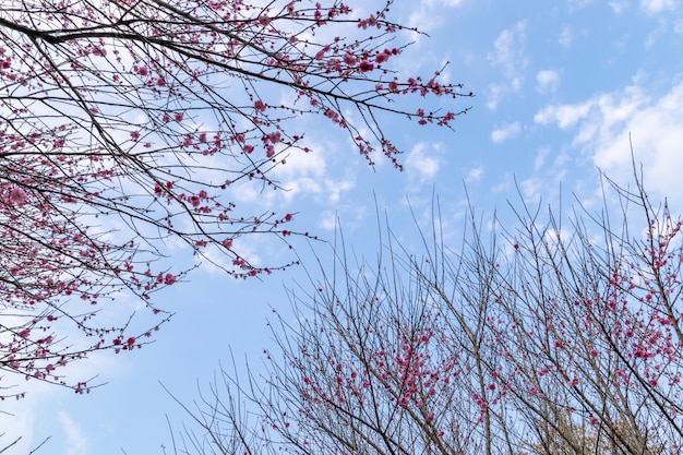 Die Pflaumenbäume am Straßenrand im Park blühen