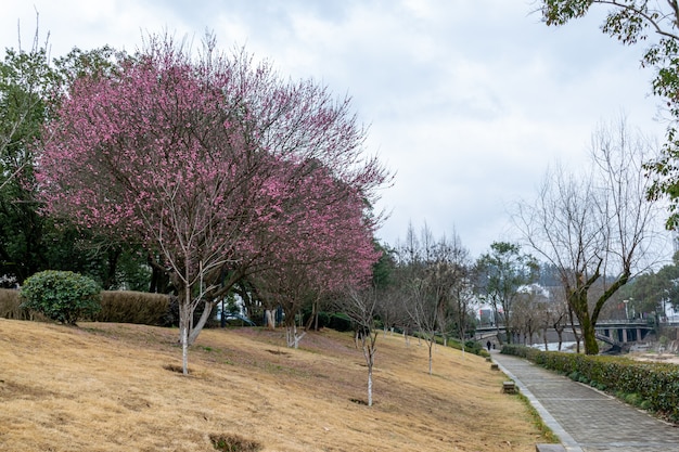 Die Pflaumenblüten am Straßenrand im Park öffneten sich und der ganze Baum war rot