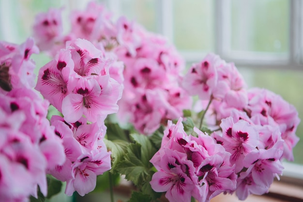 Foto die pink regal pelargonium ist eine haus- und gartenpflanze, die auch als regal geranium oder pelargonium grandiflorum bekannt ist