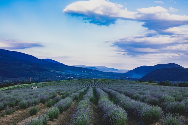 Die Plantage, auf der wunderbarer Lavendel angebaut wird