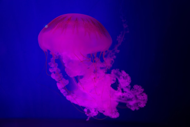 Die Purplestriped Qualle Auf blauem Hintergrund Chrysaora plocamia Südamerikanische Seenessel Von der Pazifikküste von Pent nach Süden entlang der chilenischen Küste bis Berra del Fuego und nördlich von Uruguay