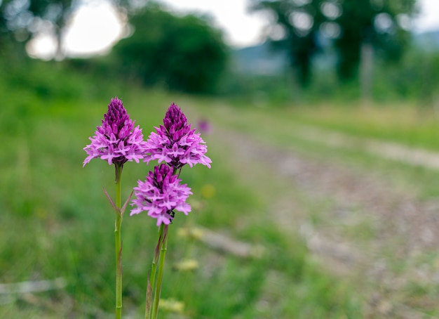 Die Pyramiden-Orchidee (Anacamptis pyramidalis) ist eine Pflanze aus der Familie der Orchidaceae. Sie ist in Mittel- und Südeuropa verbreitet. Es ist in ganz Italien weit verbreitet.