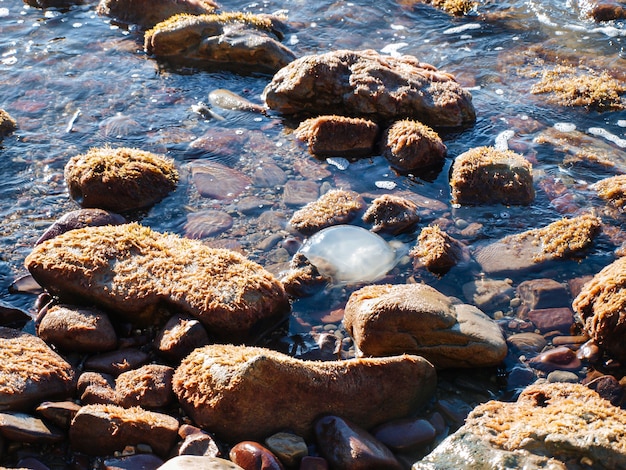 Foto die qualle schwimmt auf der wasseroberfläche in der nähe der mit algen bedeckten felsen