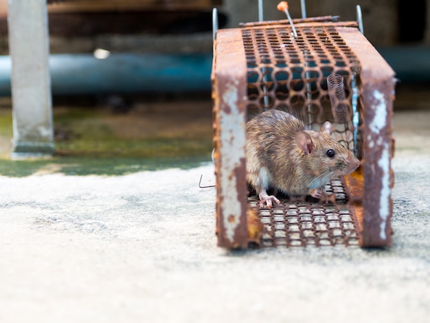 Die Ratte ist in einem Käfig oder einer Falle gefangen. Die schmutzige Ratte hat die Krankheit auf den Menschen übertragen